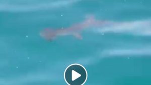 Hammerhead shark sighting
