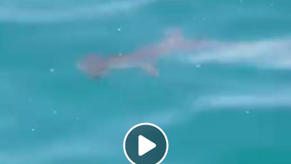 Read more about the article Hammerhead shark sighting