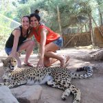 Get up close and personal with Cheetahs or another smaller species of African cats