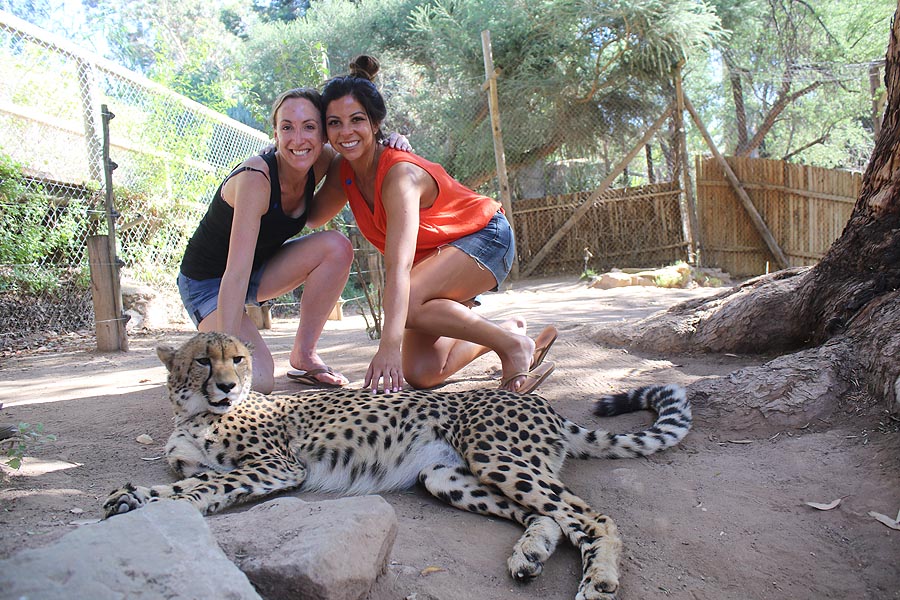 Get up close and personal with Cheetahs or another smaller species of African cats