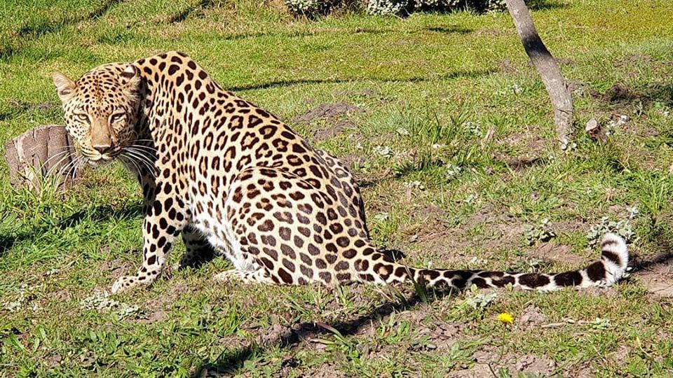 Loving the Leopard