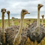 Ostrich farm in the Garden Route