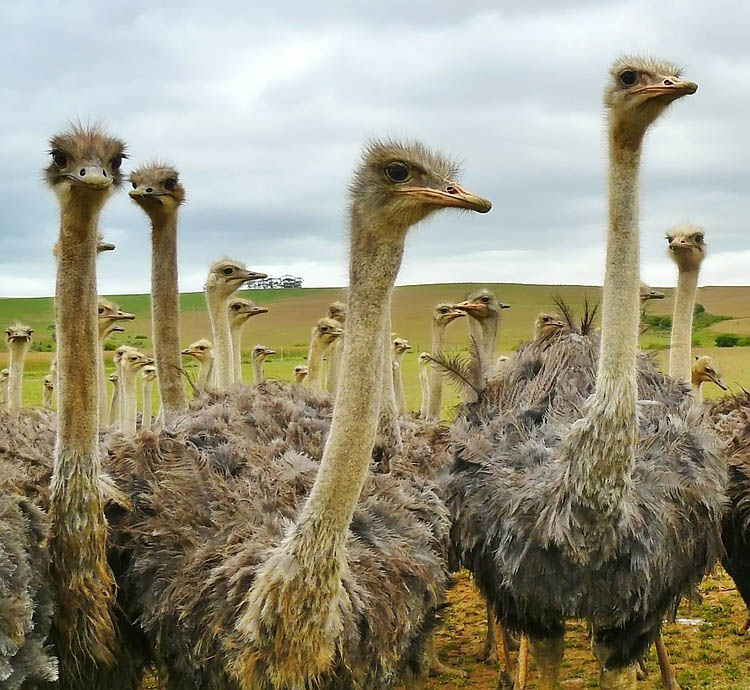 Ostrich farm in the Garden Route