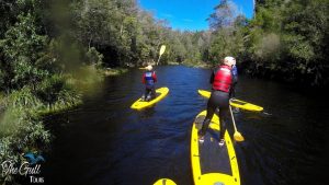 Paddle boarding in the wilderness