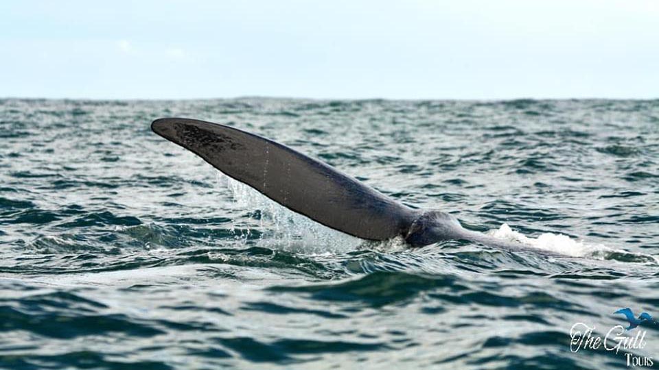 Read more about the article Whale watching season begins