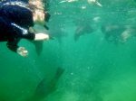 Snorkeling with inquisitive Seals