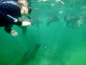 Snorkeling with inquisitive Seals
